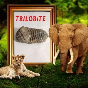 Real Trilobite Fossilized Fossil